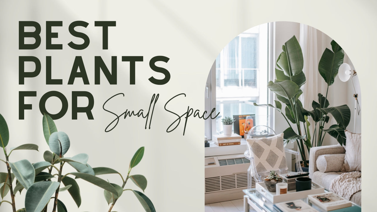 Best Artificial Plants for Apartments Small Spaces in Pakistan