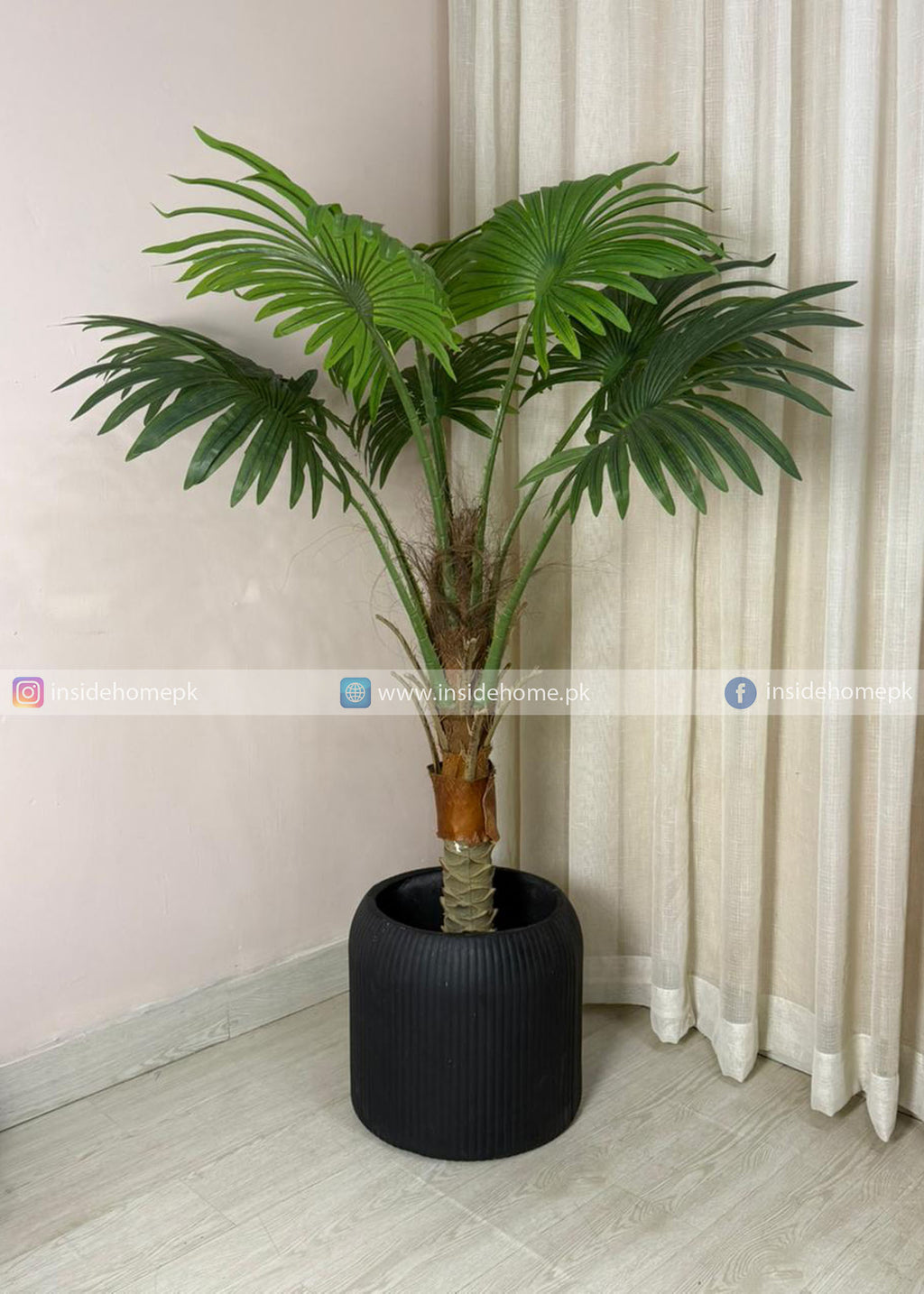 Fan Palm Plant (PL1060) With Planter