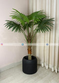 Fan Palm Plant (PL1060) With Planter