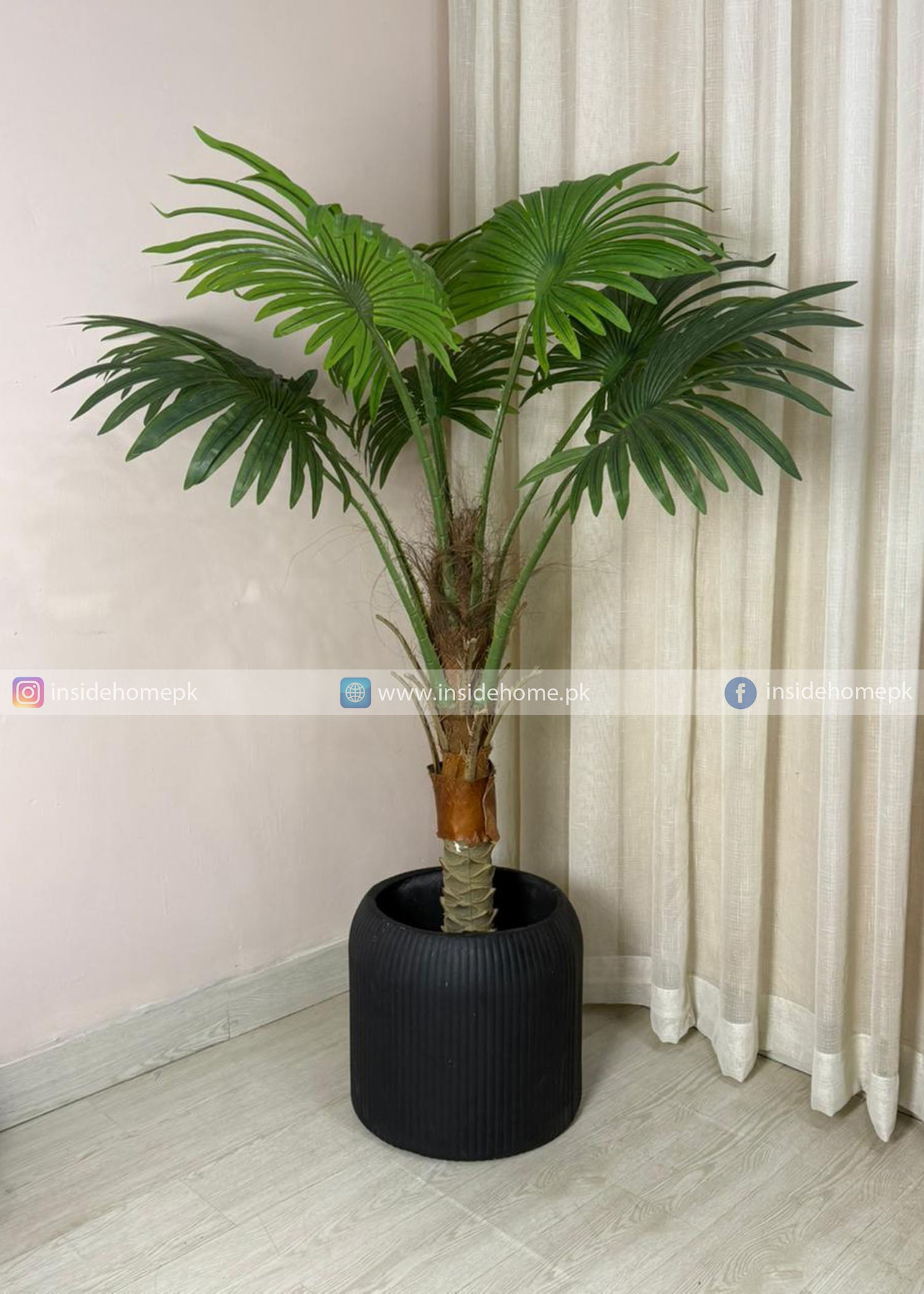 Fan Palm Plant (PL1060) With Planter