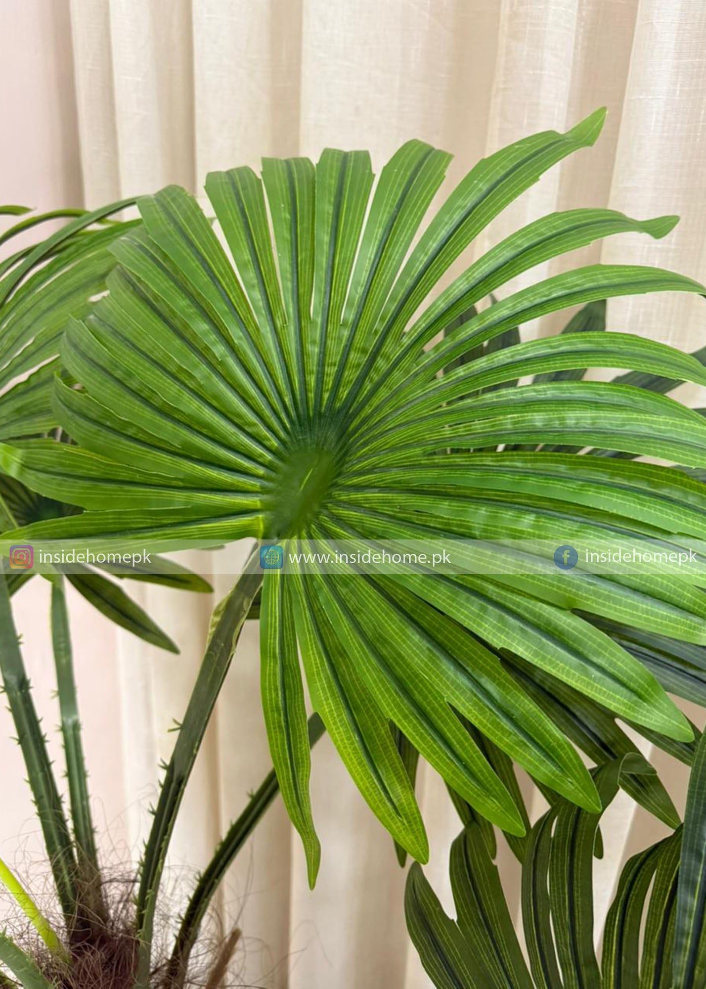 Fan Palm Plant (PL1060) With Planter