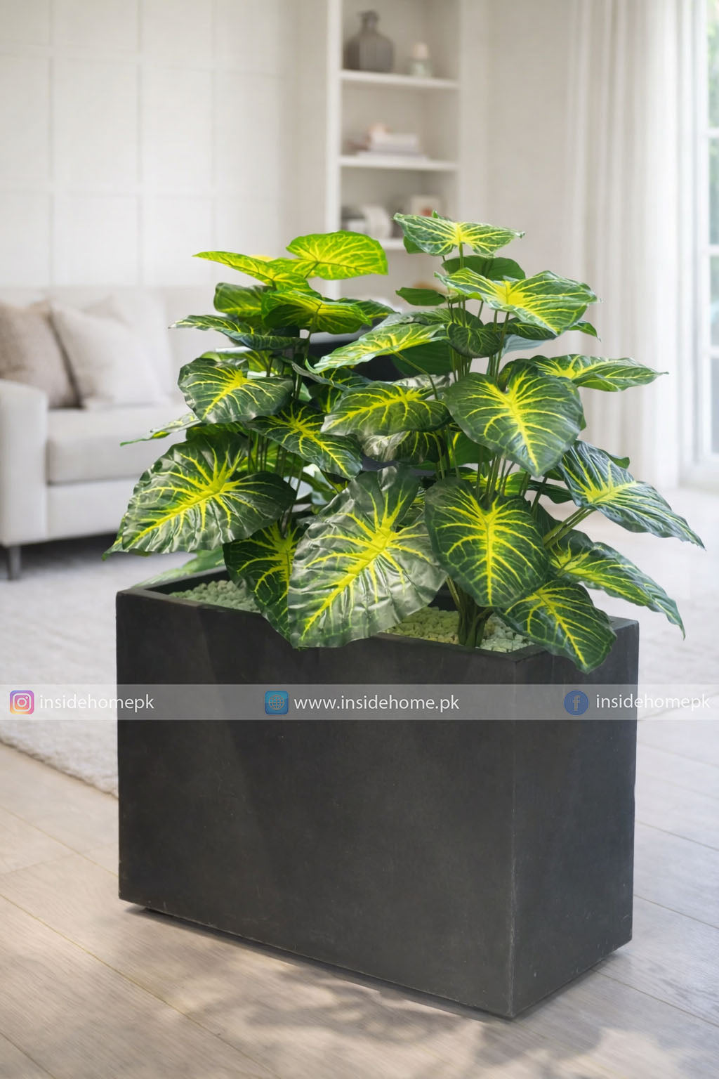 Money Plant (PL1061) With Planter