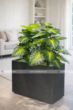 Money Plant (PL1061) With Planter