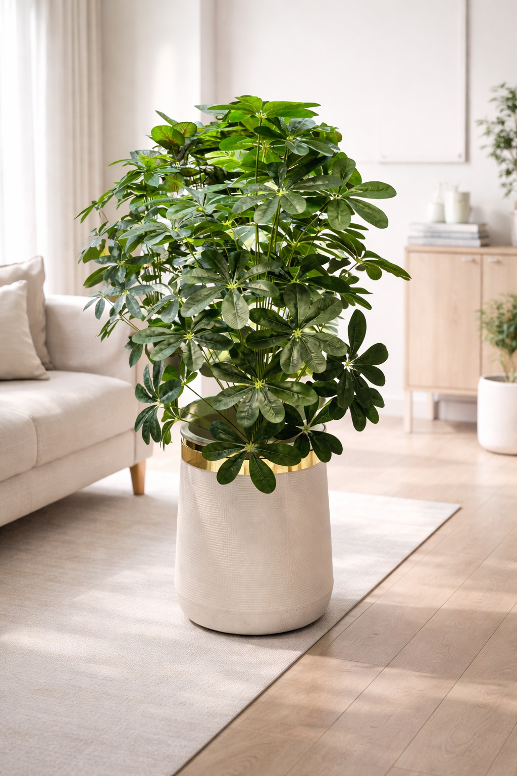 Cheecho Plant (PL1062) With Planter