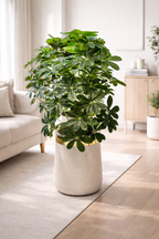 Cheecho Plant (PL1062) With Planter