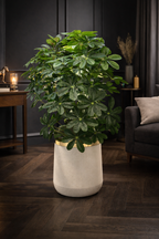 Cheecho Plant (PL1062) With Planter
