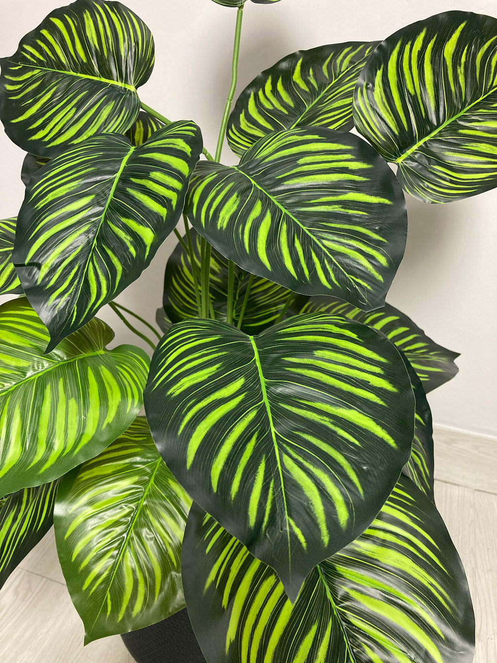 Money Plant (PL1014)