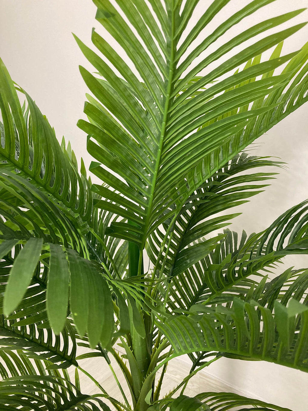 Areca Palm (PL1007) With Planter