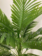 Areca Palm (PL1007) With Planter