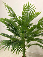 Areca Palm (PL1007) With Planter