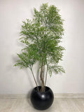Curry Tree (PL1010) With Planter