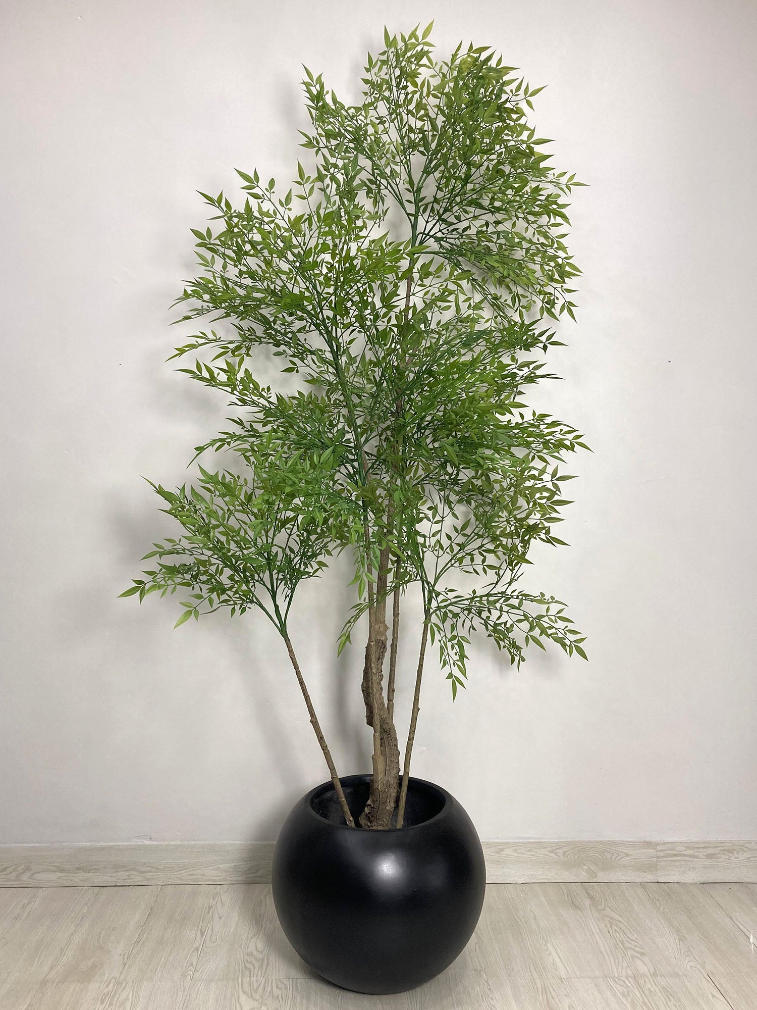Curry Tree (PL1010) With Planter
