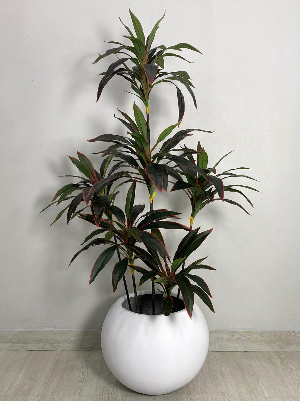 Red Dracaena Reflexa Plant (PL1011) With Planter