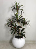 Red Dracaena Reflexa Plant (PL1011) With Planter