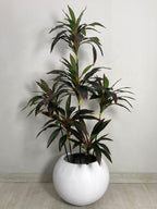 Red Dracaena Reflexa Plant (PL1011) With Planter