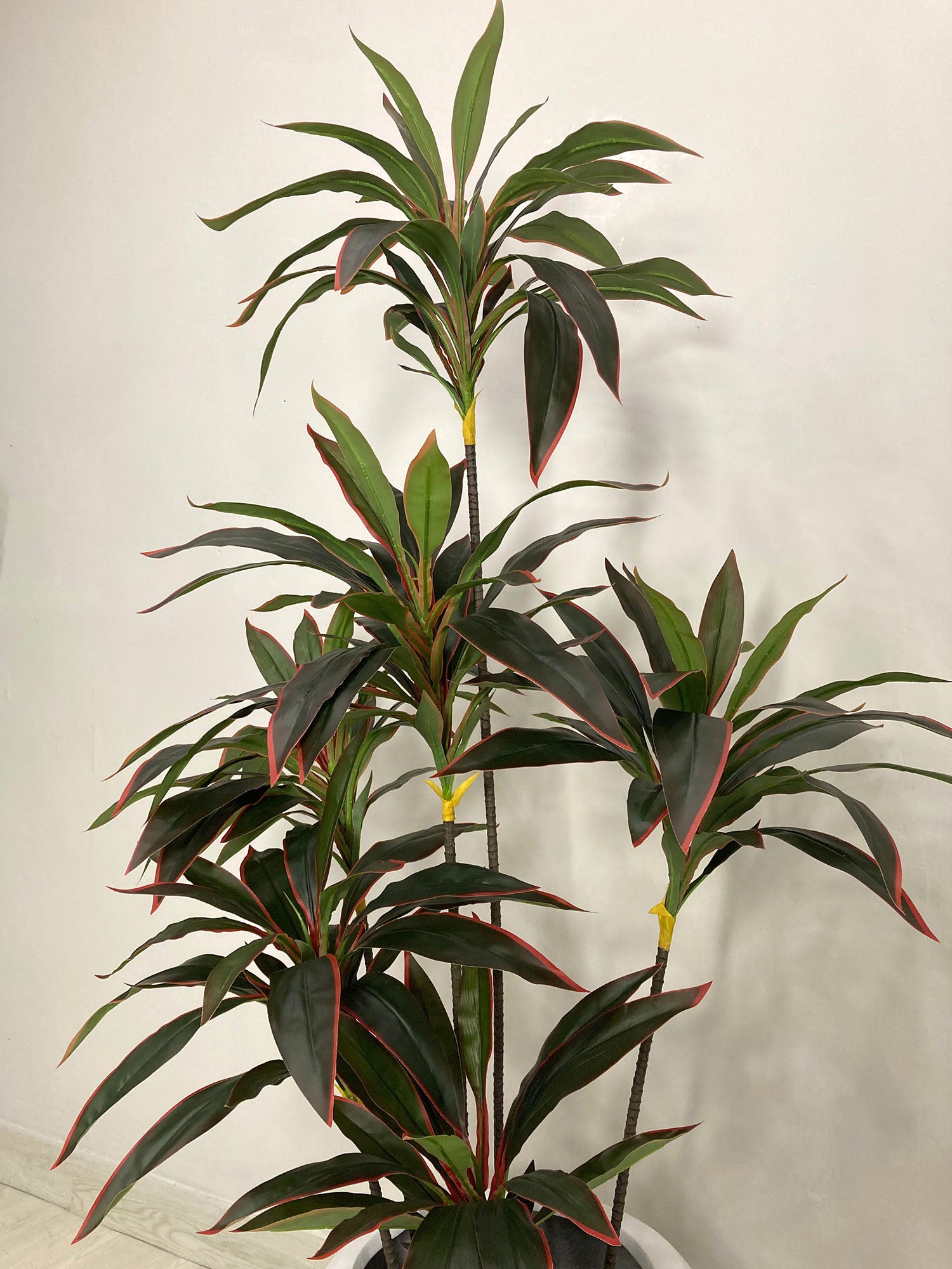 Red Dracaena Reflexa Plant (PL1011) With Planter