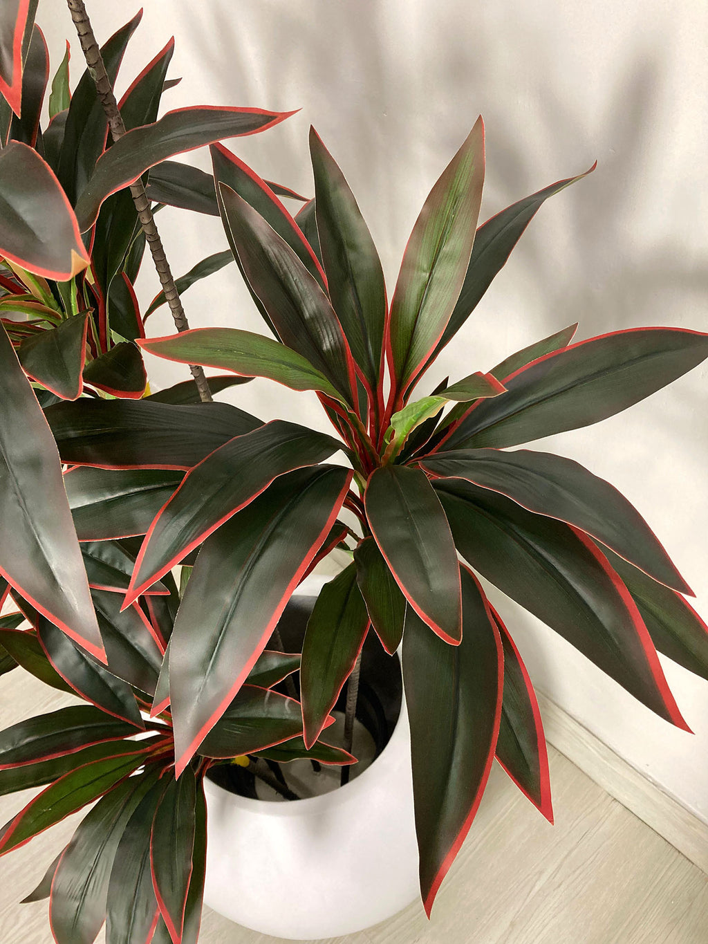 Red Dracaena Reflexa Plant (PL1011) With Planter