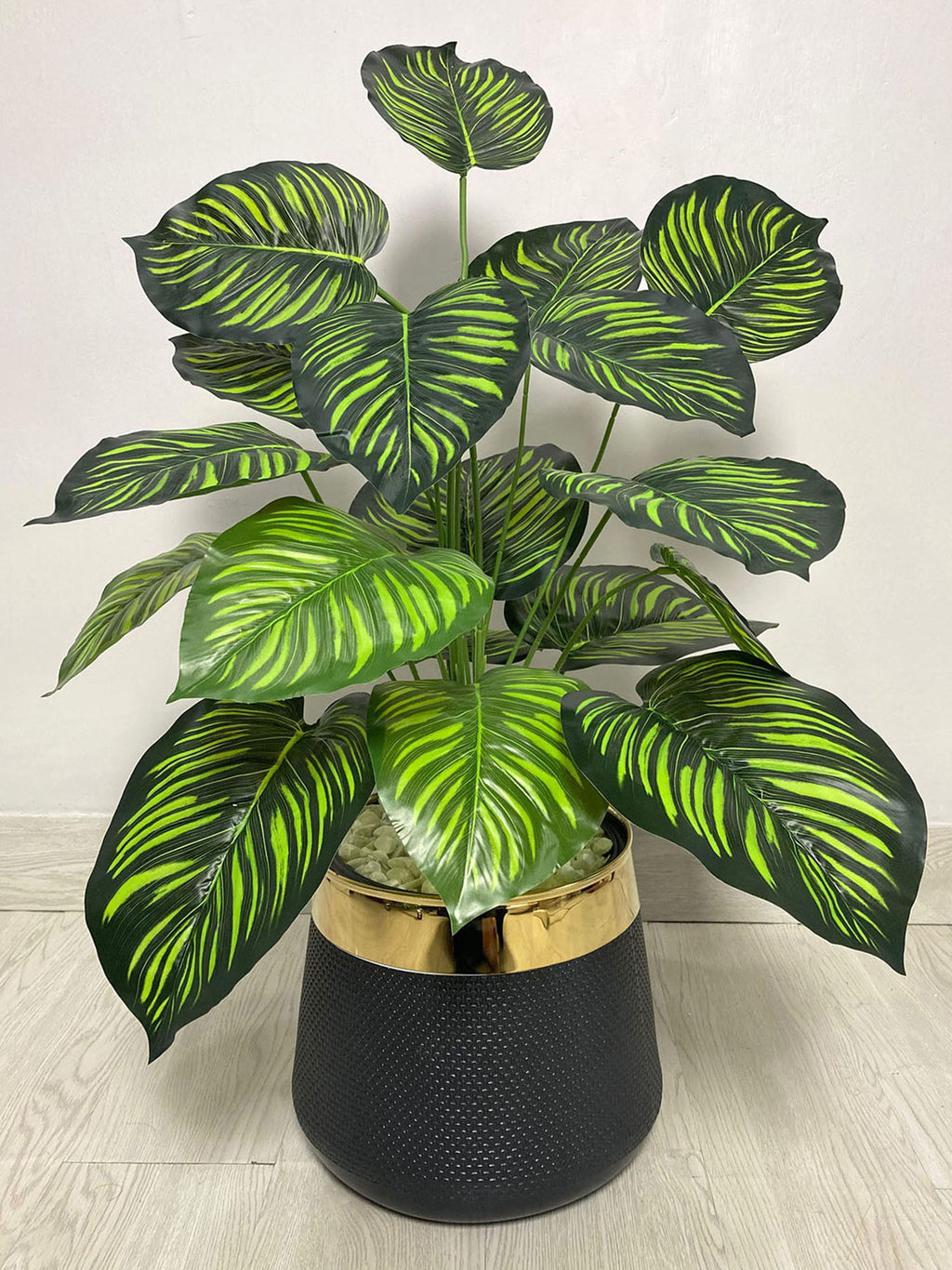 Money Plant (PL1014)
