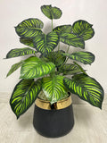Money Plant (PL1014)
