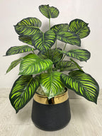 Money Plant (PL1014)