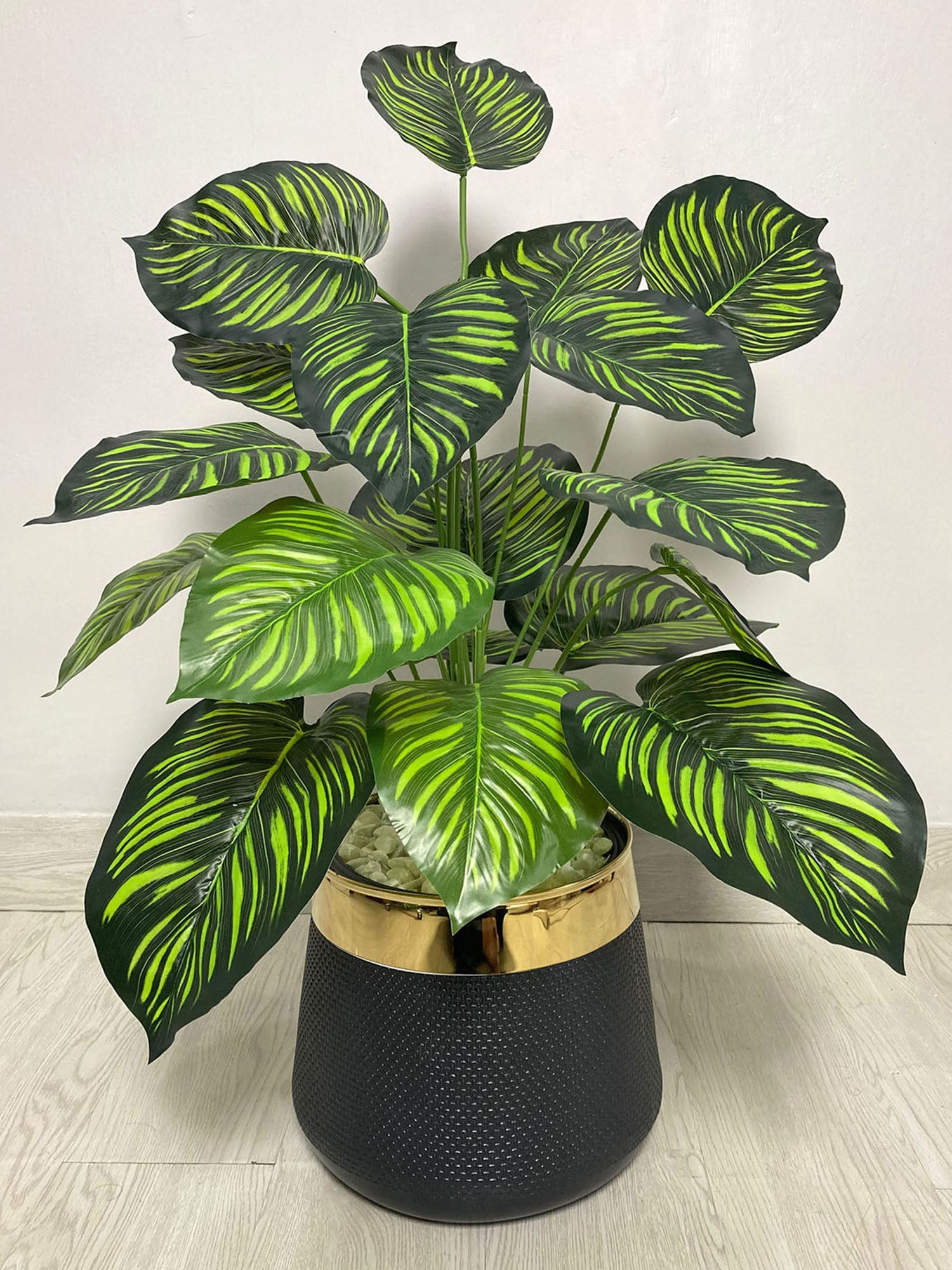 Money Plant (PL1014)