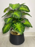 Anthurium Plant (PL1015) With Planter