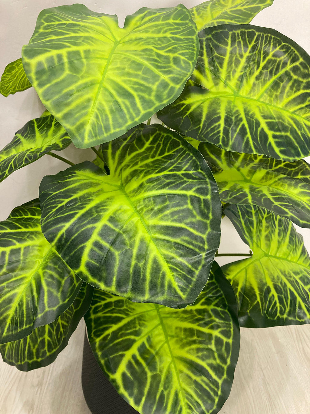 Anthurium Plant (PL1015) With Planter