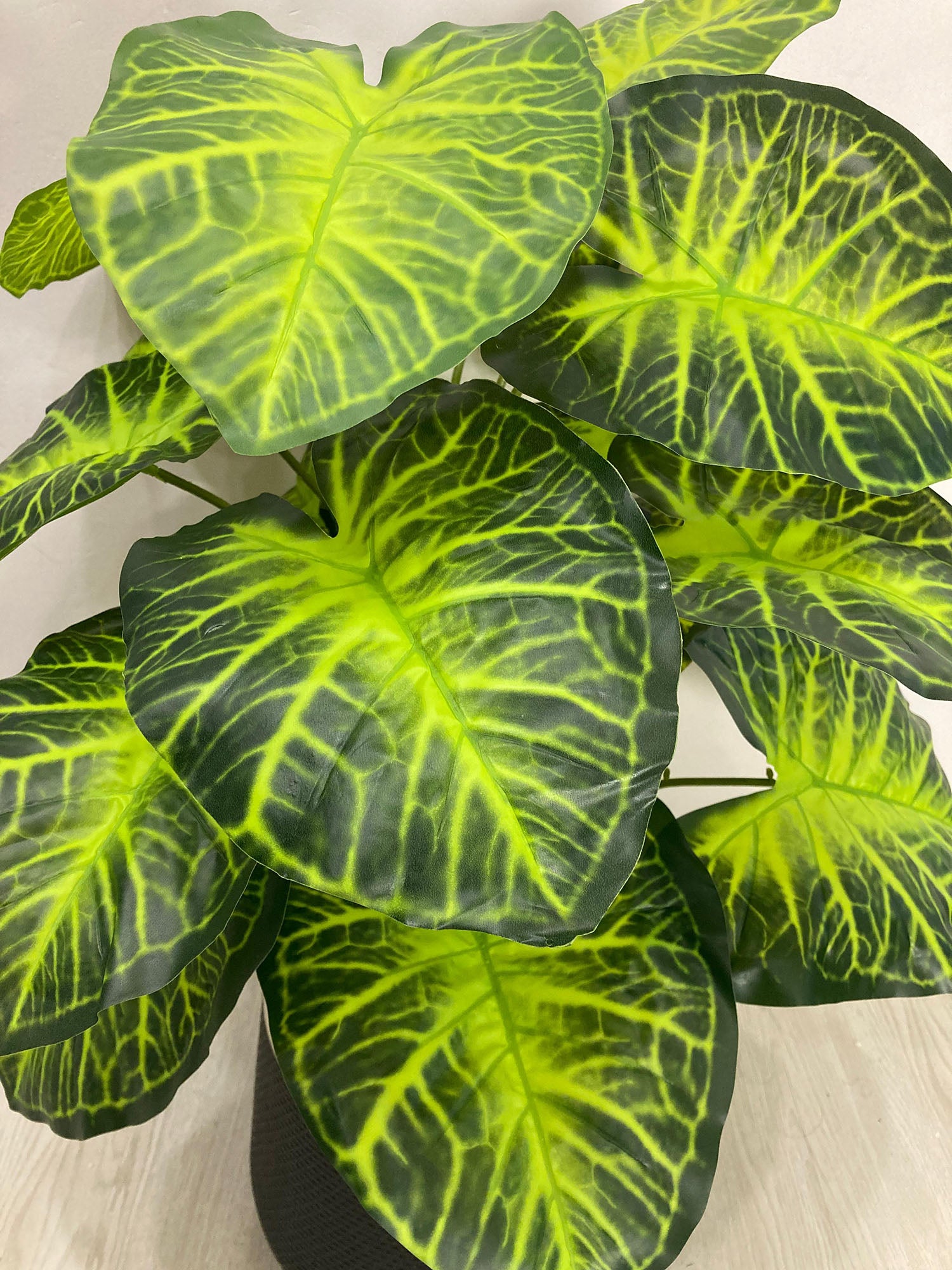 Anthurium Plant (PL1015) With Planter