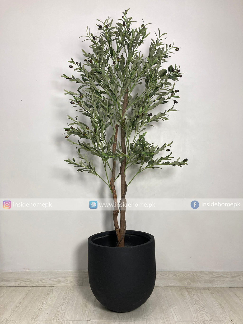 Olive Plant (PL1016) With Planter