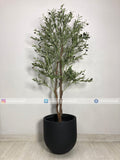 Olive Plant (PL1016) With Planter