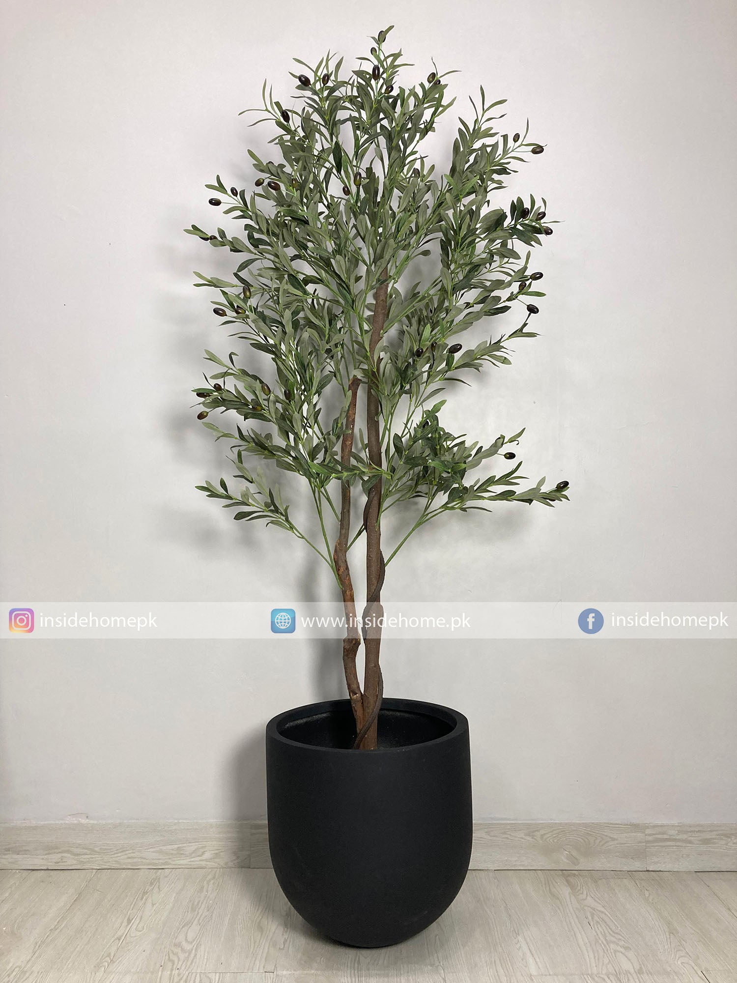 Olive Plant (PL1016) With Planter