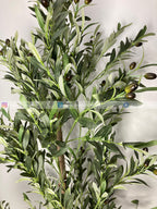 Olive Plant (PL1016) With Planter