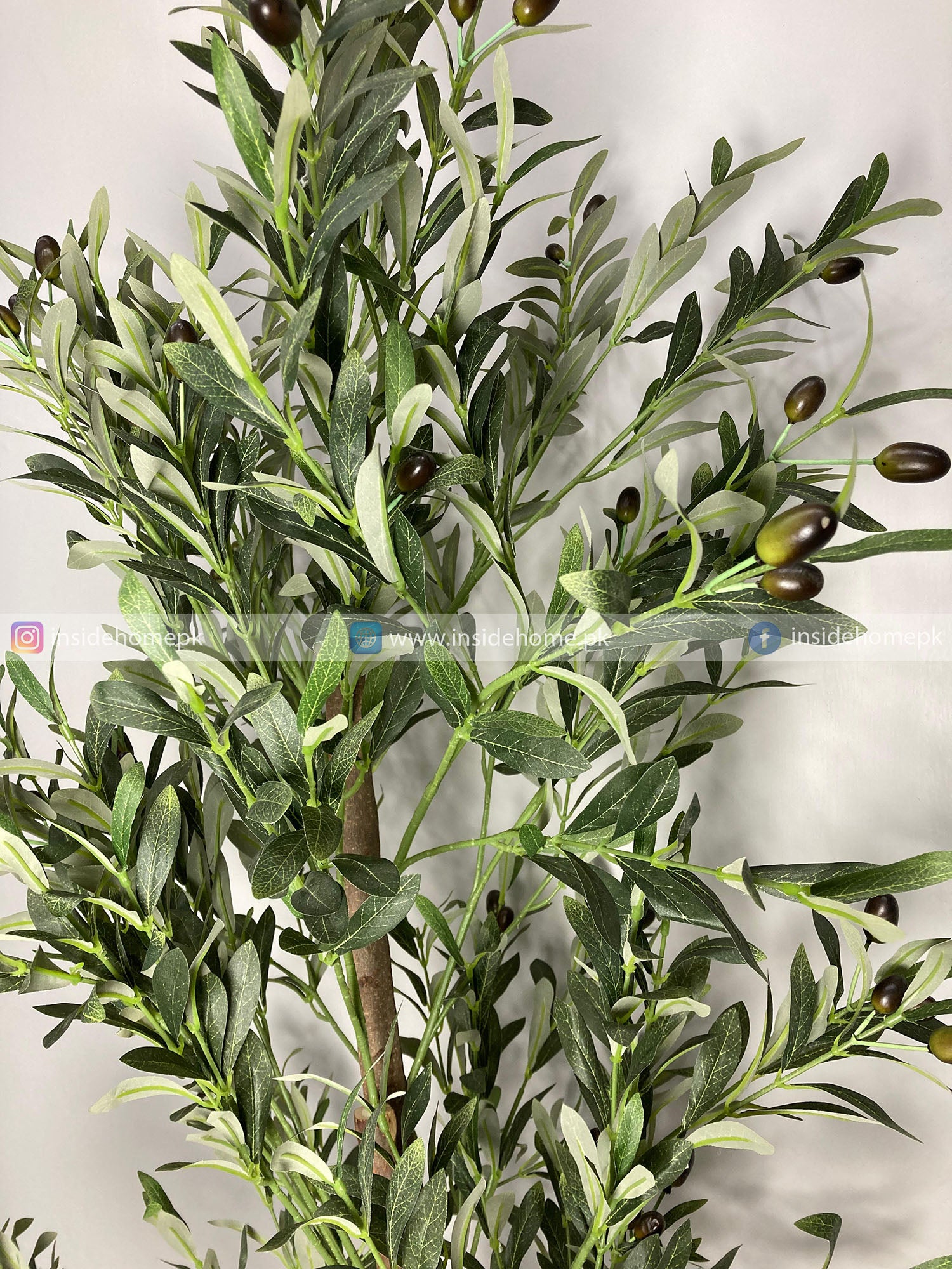 Olive Plant (PL1016) With Planter