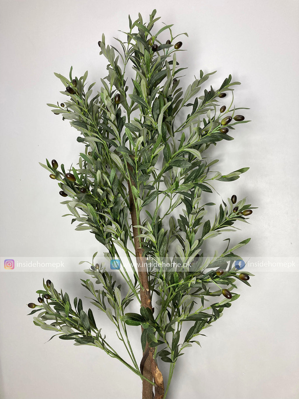 Olive Plant (PL1016) With Planter