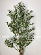 Olive Plant (PL1016) With Planter