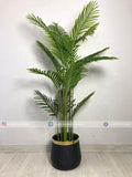 Areca Palm (PL1017) With Planter