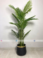 Areca Palm (PL1017) With Planter