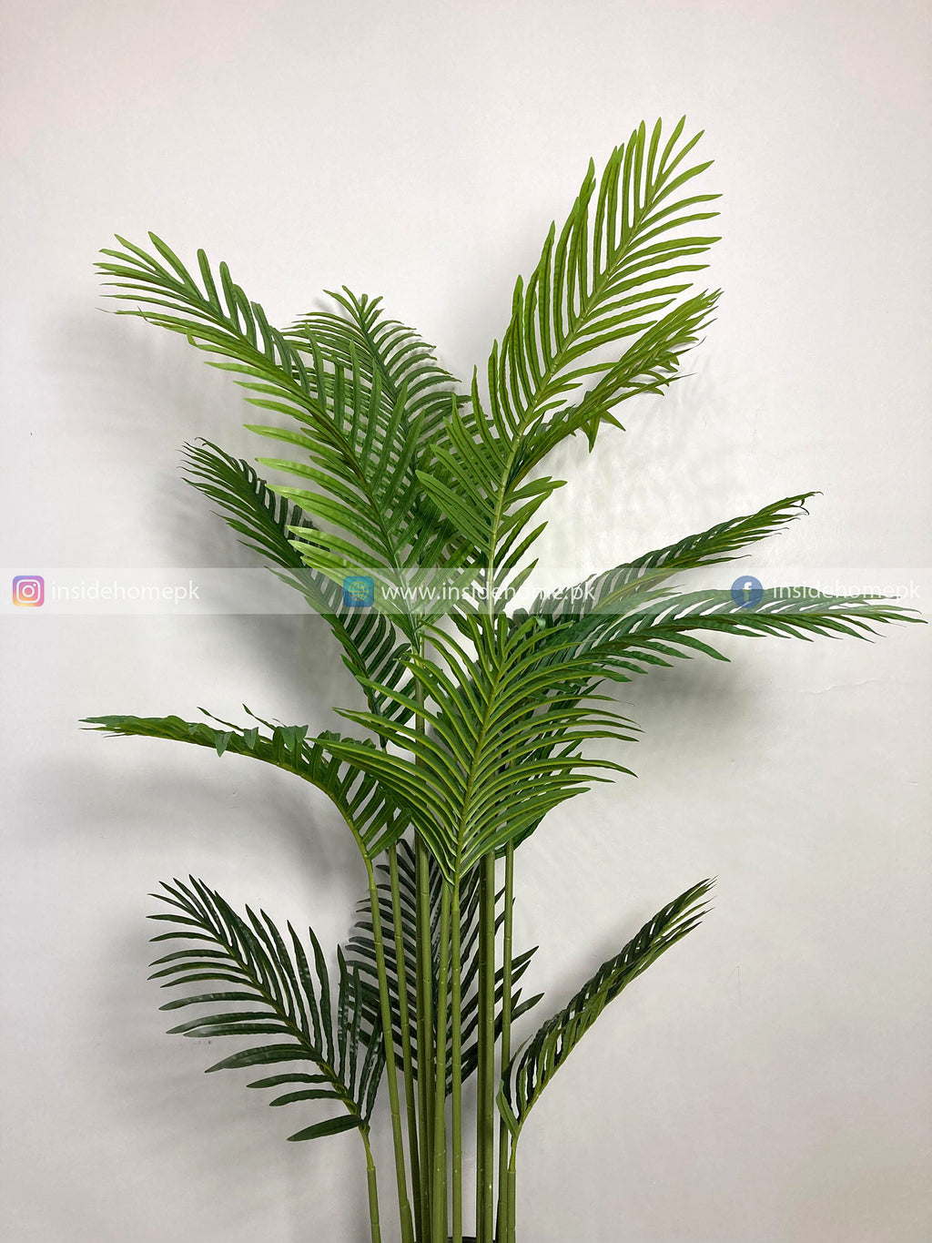Areca Palm (PL1017) With Planter