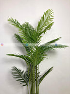 Areca Palm (PL1017) With Planter