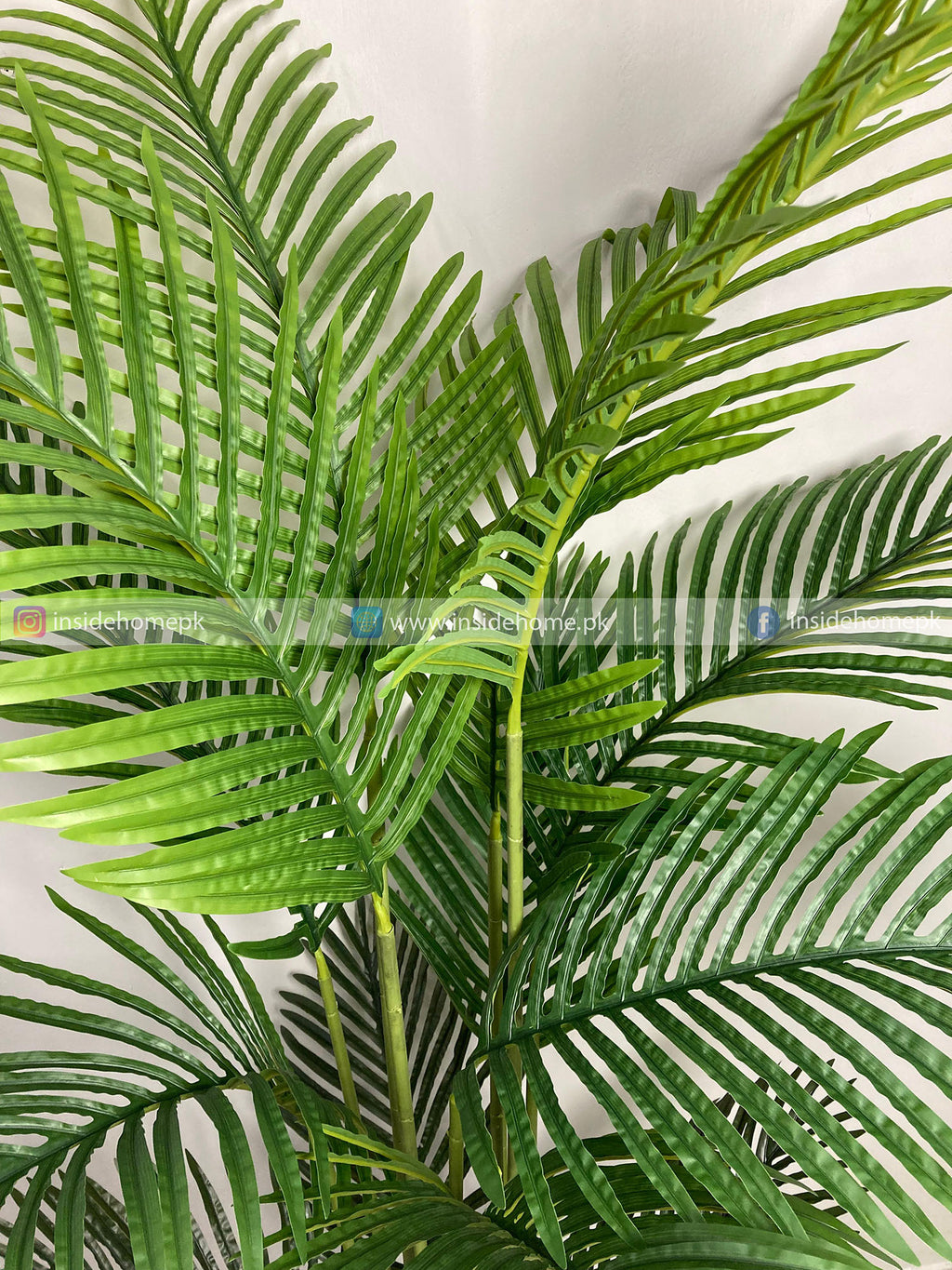 Areca Palm (PL1017) With Planter