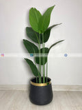 Banana Plant (PL1018) With Planter