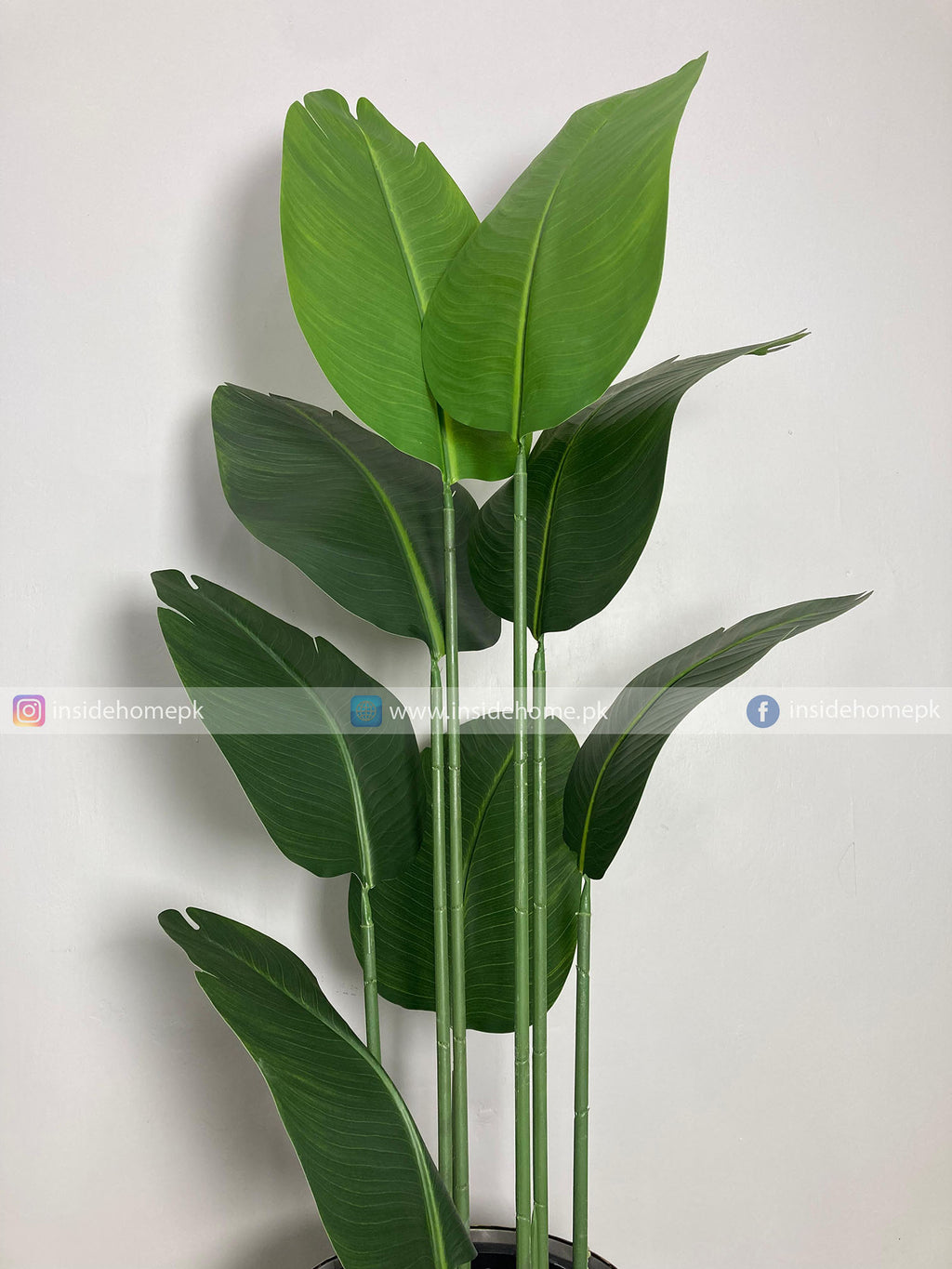 Banana Plant (PL1018) With Planter