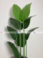 Banana Plant (PL1018) With Planter