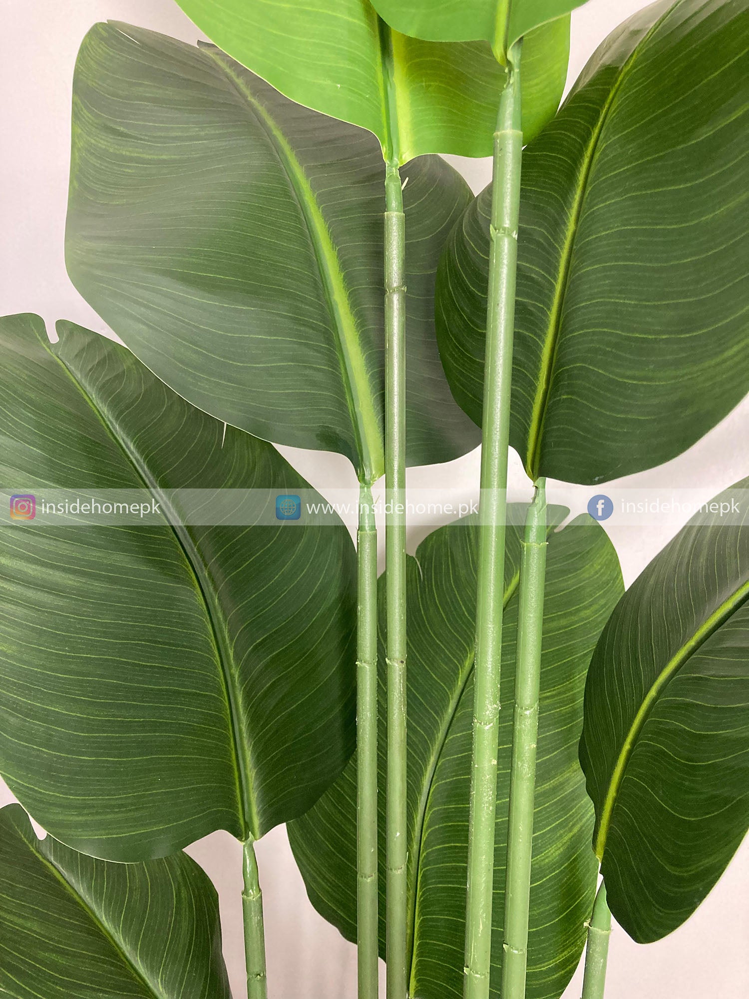 Banana Plant (PL1018) With Planter