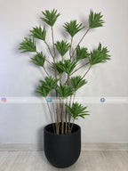 Dracaena Reflexa Plant (PL1019) With Planter