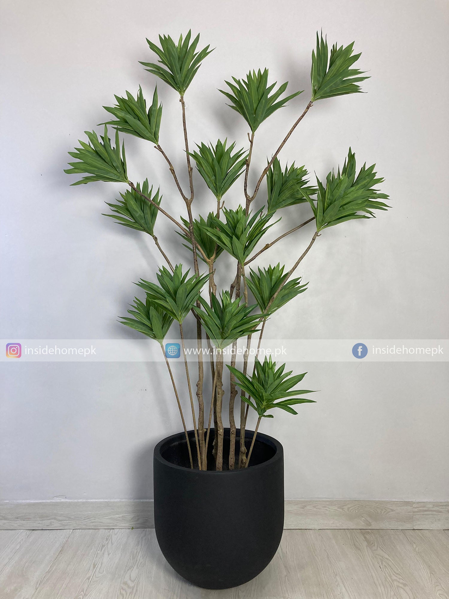 Dracaena Reflexa Plant (PL1019) With Planter