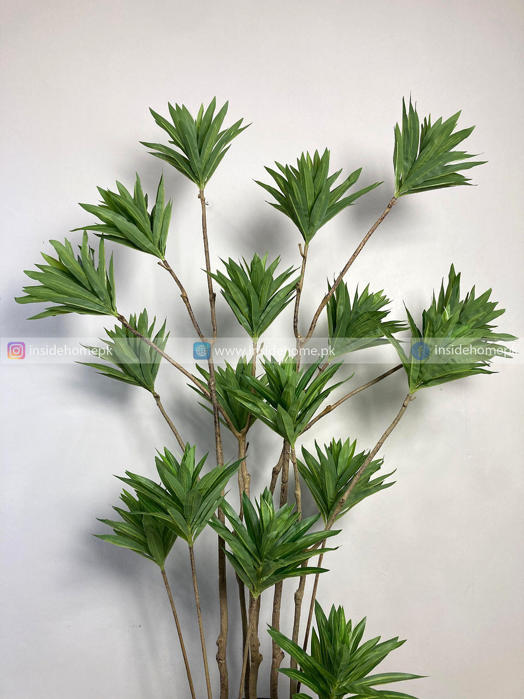 Dracaena Reflexa Plant (PL1019) With Planter