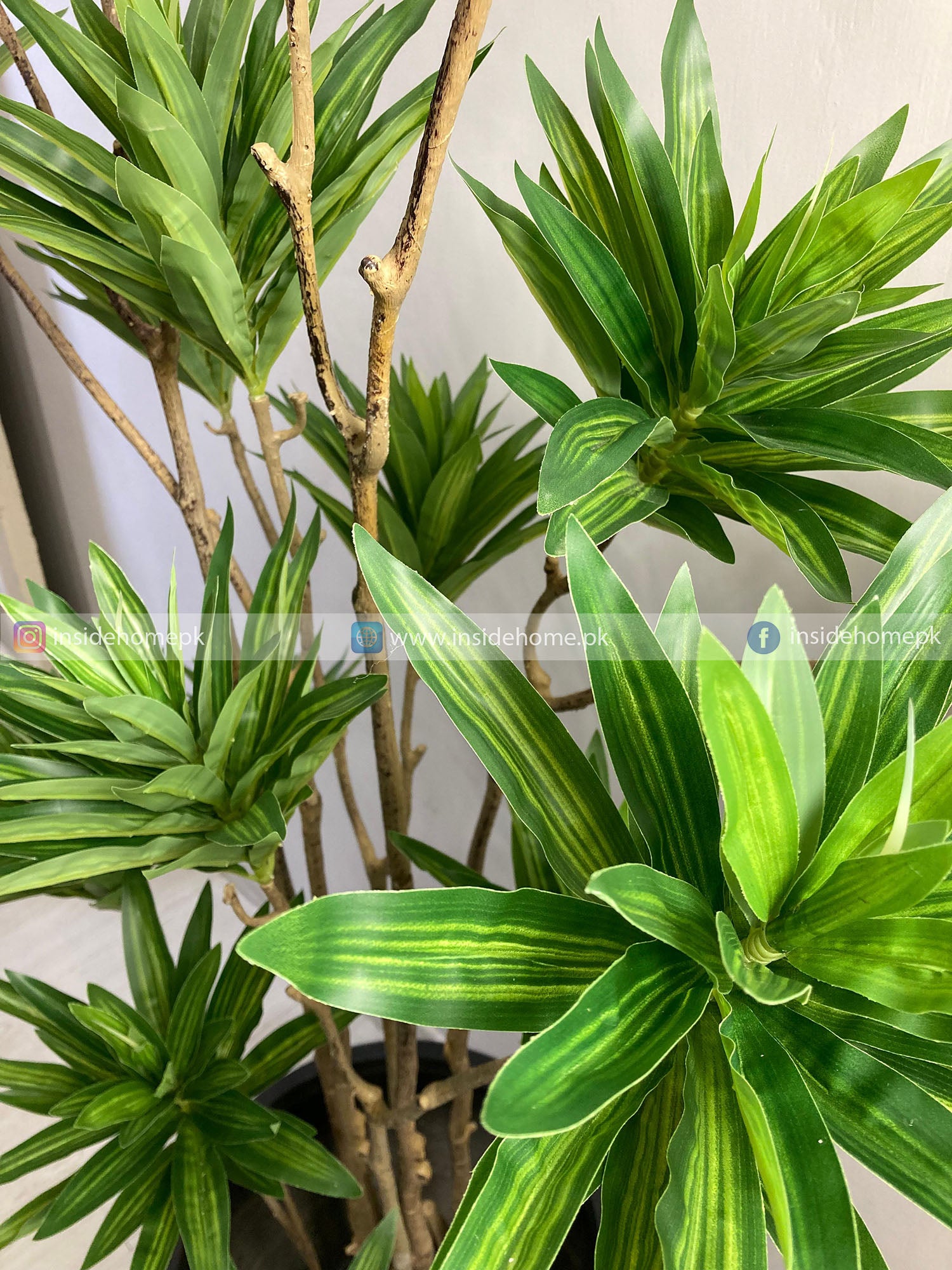 Dracaena Reflexa Plant (PL1019) With Planter