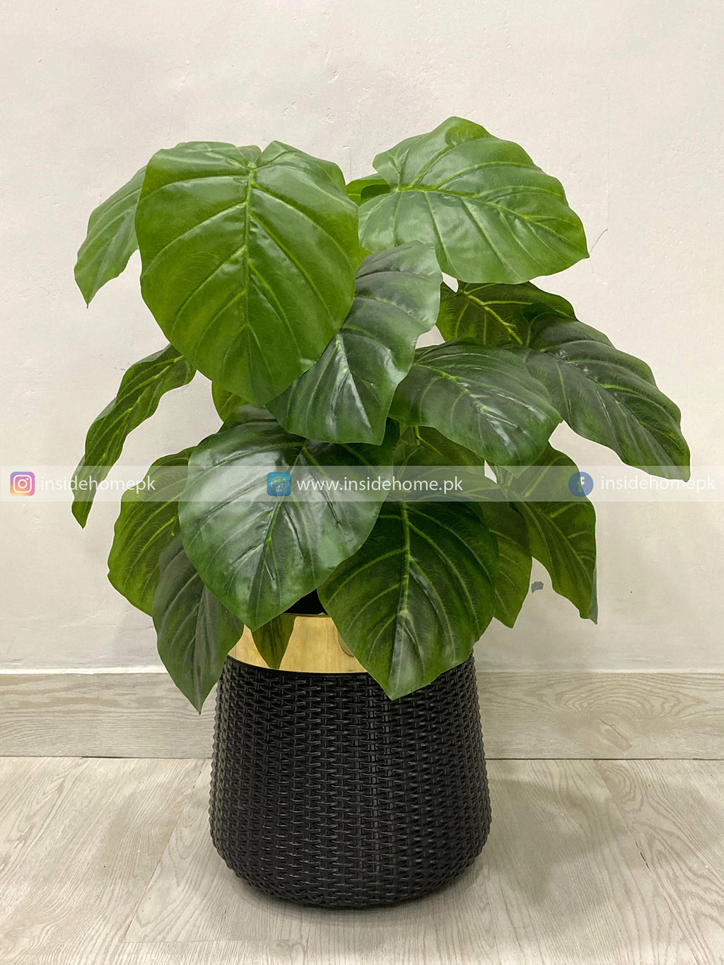 Pothos Plant (PL1020) With Planter