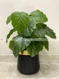 Pothos Plant (PL1020) With Planter